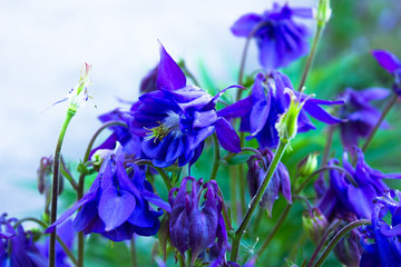 Aquilegia flowers. Aquilegia vulgaris - Common columbine isolated.