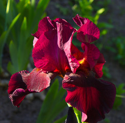 Close-up of a flower of bearded iris (Iris germanica). Flower bed of irises. Iridarius