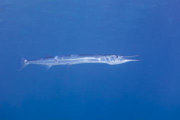 Fototapeta premium The surprising underwater world of the Indian and Pacifical Oceans