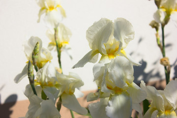 Obraz premium Close-up of a flower of bearded iris (Iris germanica). Flower bed of irises. Iridarius