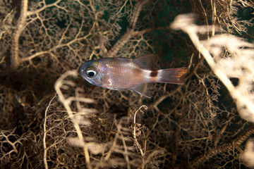 The surprising underwater world of the Indian and Pacifical Oceans