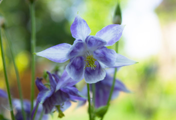 Aquilegia flowers. Aquilegia vulgaris - Common columbine isolated.