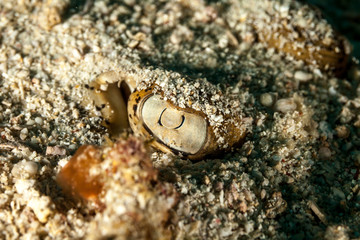 The surprising underwater world of the Indian and Pacifical Oceans