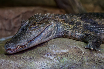 Little crocodile lies on a stone in a zoo