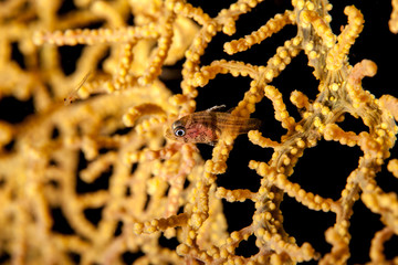 The surprising underwater world of the Indian and Pacifical Oceans