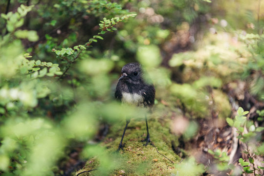 NAtive New Zealand Robin on forest floor