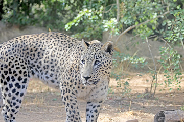 Leopard walks in search of food, a terrible leopard
