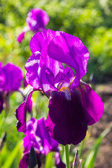 German iris (Iris barbata), close up of the flower head, Nature concept. Beautiful flowers of blue iris. Beautiful irises on green background. A blue iris plant in garden bloom in spring.