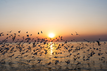 Group of seagulls in flight over the beach.Gull bird flying hover come around to eat on beautiful twilight sunset sky over the sea at Bang Pu, Thailand.Freedom,Vacation,Travel,Holiday Concept.