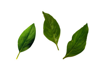  Basil leaf