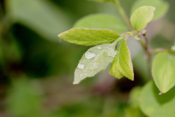 spring leaf and early dew