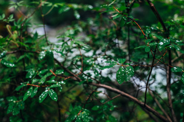 Beautiful wild flora in dark forest. Green leaves of small tree with droplets. Atmospheric taiga background of fresh greenery with drops close-up. Scenic woodland vivid backdrop with wet green foliage