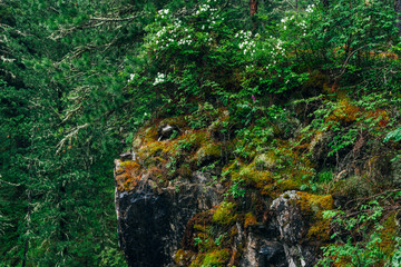 Beautiful mystery taiga with rich flora on high mossy cliff. Big rocky wall with thick moss among fresh greenery in woodland. Big rocks with moss. Atmospheric green forest landscape to highland woods.