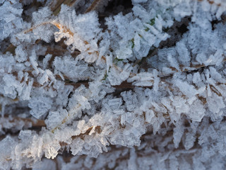 Frost, icing on branches and grass. Change of weather, cold snap, consequences of icy rain