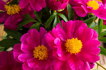 Obraz premium Nature concept - beautiful spring or summer landscape with Pink peony flower on green leaves background. Pink peonies in the garden. Peony macro. Peonies summer in a garden. The care of garden plants.