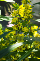 Lysimachia vulgaris growing in the garden. Sunny day