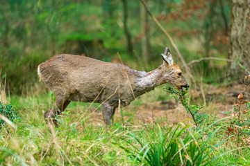 A young deer eats spring foliage in British woodland © Mike To