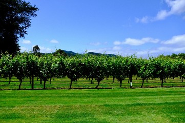 Fototapeta na wymiar vineyard landscape. Autumn grapes garden
