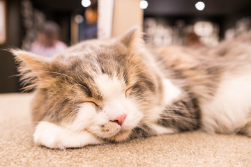 気持ち良さそうに眠る可愛い猫