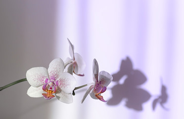 Blooming orchid closeup, shadows on the wall. Selective focus. Neon light. Close-up, copy space.