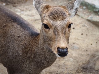 奈良公園の鹿