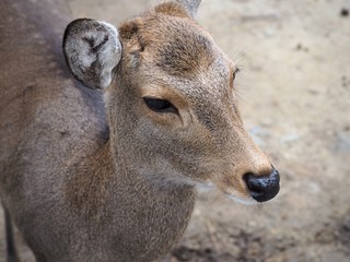 Fototapeta premium 奈良公園の鹿