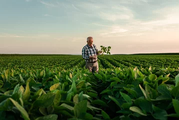 Foto op Canvas Senior farmer standing in soybean field examining crop at sunset. © Zoran Zeremski