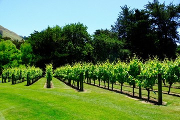 red wine grapes in the vineyard