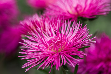 Obraz premium Pink Asters bloom in the garden. Flowers aster close up. Soft focus.