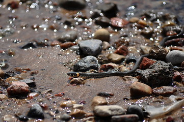 a young snake creeps along the sandy bank of the river
