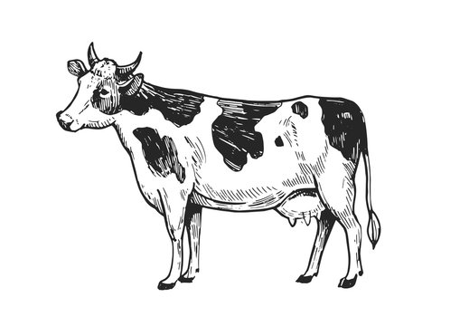 Cow sketch. Hand drawn illustration converted to vector. Isolated on white background