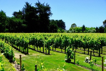 vineyard landscape. Autumn grapes garden