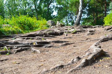 Roots of trees on a road close-up. Summer forest.