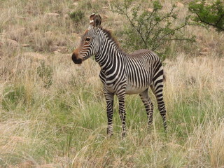 Fototapeta na wymiar Mountain zebra foal