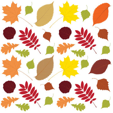 Multicolor autumn leaves seamless background. Vector illustration