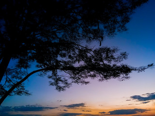 Fototapeta na wymiar Silhouette trees on forest at sunset. Landscape nature twilight sky. Beautiful colorful background. Warm colors. Amazing evening scene