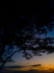 Silhouette trees on forest at sunset. Landscape nature twilight sky. Beautiful colorful background. Warm colors. Amazing evening scene