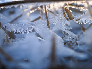 Frost, icing on branches and grass. Change of weather, cold snap, consequences of icy rain