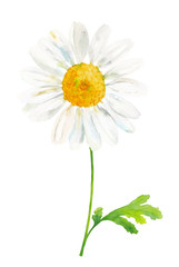 Fototapeta premium Daisy flower, watercolor hand drawn chamomile iaolated on white background, good for wrapping, pattern, card.