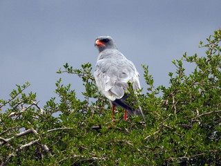 Pale chanting goshawk