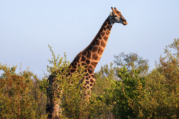 giraffe in africa