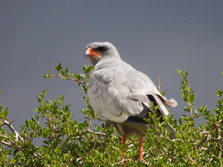 Pale chanting goshawk