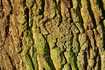 Holztextur, Hintergrundbild, grünliche Baumrinde