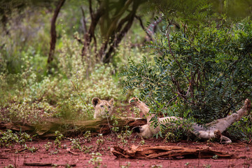 Lion cub playing