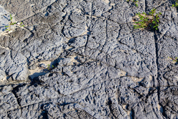 The structure of the stone from a beach in Cuba.     Horizontally.