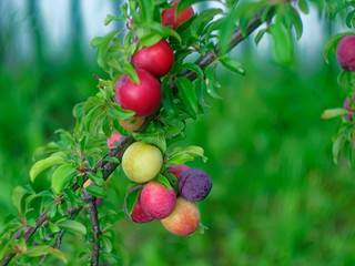 cherry plum berries on a branch in the garden, Russia.