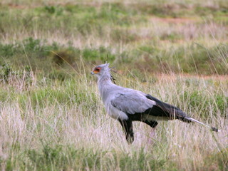 Secretary bird