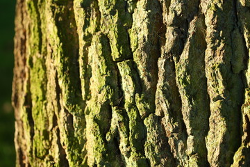 Holztextur, Hintergrundbild, grünliche Baumrinde