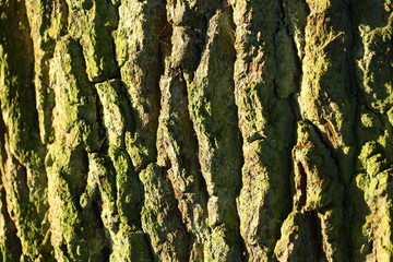 Holztextur, Hintergrundbild, grünliche Baumrinde