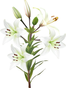 four white lily blooms and buds on stem